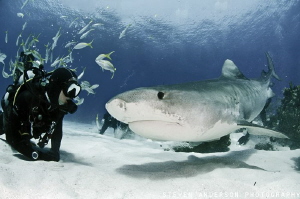 When visiting Tiger Beach there is always the opportunity... by Steven Anderson 
